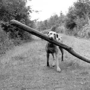 Fetch! Weimaraner carrying long log through woods