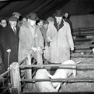 First Christmas Fat Stock Show since the war at Edenbridge. D. Fawkes and R. A. Ashby judging piglets. 24th November 1952 First Christmas Fat Stock Show since the war at Edenbridge. D. Fawkes and R. A. Ashby judging piglets. 24th November 1952