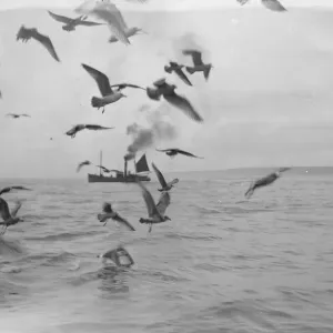 A flock of gulls chase for scraps from the herring boats from Scarborough fishing