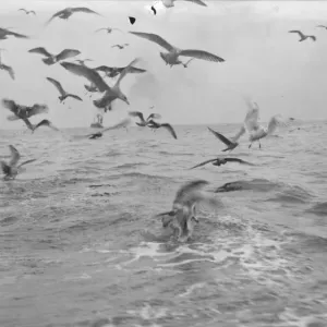 Scarborough Herring Boats Print