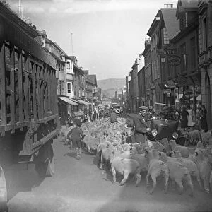 A flock of sheep being driven down Lewes High Street, Sussex, during the sheep fair