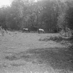Forest ponies at Brockenhurst. 1925 Forest ponies at Brockenhurst. 1925