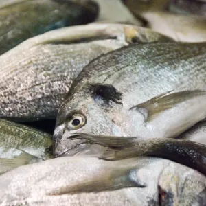 Fresh Bream Print