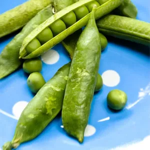 Fresh garden peas in pods on blue spotted plate Print