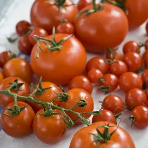 Fresh Tomatoes on a Laundered Tea Towel Print