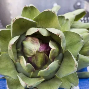 Freshly picked globe artichokes, with metal colander. credit: Marie-Louise Avery