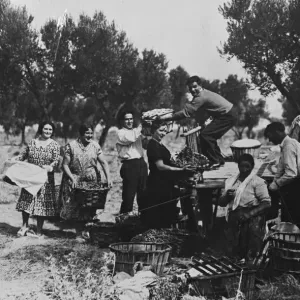 Gathering fruit for the wine harvest in Spain in province of Navarra Gathering fruit for the wine harvest in Spain in province of Navarra