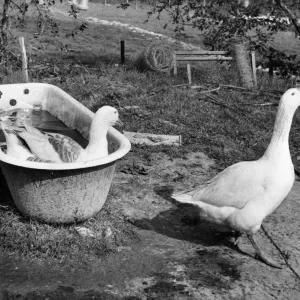 Two Geese in a Vintage Bath Tub Print Two Geese in a Vintage Bath Tub Print