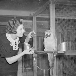 Grapes?. The Crystal Palace National Show of Cage Birds has opened Grapes?. The Crystal Palace National Show of Cage Birds has opened