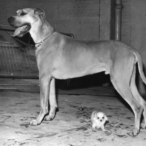 Collections: A Dog's Life