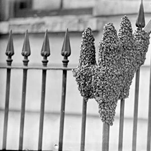 The hand of nature, Swarm of bees settles in London Street