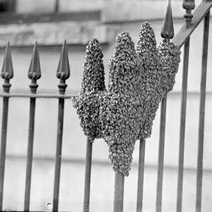 La mano de la naturaleza, El enjambre de abejas se asienta en Londres Street.