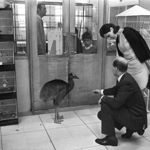 Cassowary for Sale Print Cassowary for Sale Print