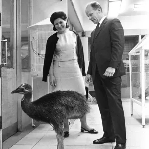 In Harrods London: A Cassowary Print In Harrods London: A Cassowary Print
