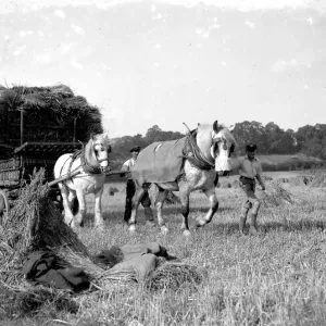 Harvest Scene, Transporting corn. 1934