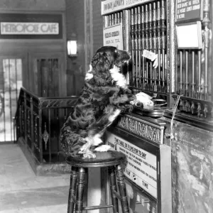 Print of Henry Woggins, a dog, buying a cinema ticket Print of Henry Woggins, a dog, buying a cinema ticket
