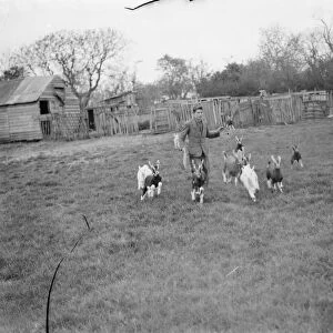 A herd boy in a field with a group of kids at a goat farm in Birling, Kent. 1939