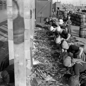 Herring Fishery at Great Yarmouth, Norfolk, England Fisher girls gutting and cleaning