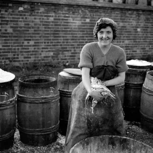 Herring Fishery at Great Yarmouth, Norfolk, England. Fisher girl gutting the herring