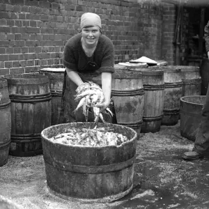 Herring Fishery at Great Yarmouth, Norfolk, England