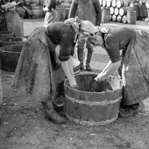Herring Fishery at Great Yarmouth, Norfolk, England