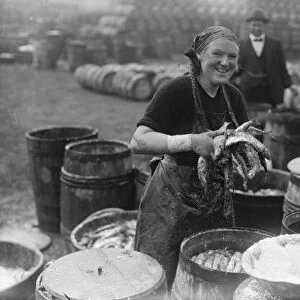 Herring harvest at Lowestoft Scotch fisher girls gutting and packing the fish