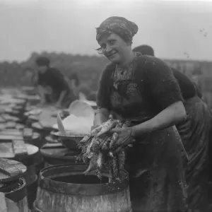 Herring harvest at Lowestoft Scotch fisher girls gutting and packing the fish