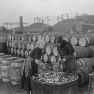 Herring harvest at Lowestoft Scotch fisher girls gutting and packing the fish