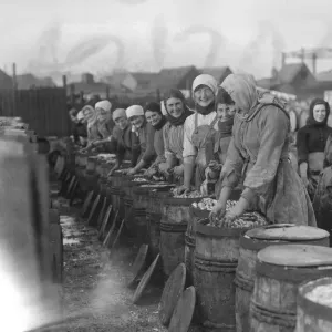 Herring harvest at Lowestoft Scotch fisher girls gutting and packing the fish