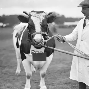 Hertfordshire Show at Hatfield Park 1st Prize and Champion British Holstein-Friesian Hertfordshire Show at Hatfield Park 1st Prize and Champion British Holstein-Friesian