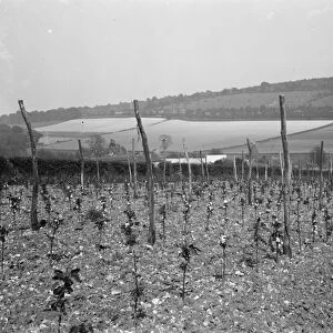Hop field in Shoreham, Kent. 1936