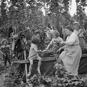 Hop pickers in East Peckham. Young and old working in the hop field. 1 September 1938