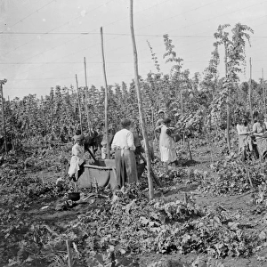 Hop picking. 1935