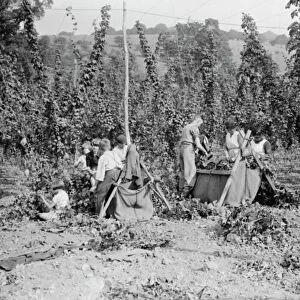 Hop picking at Maplescombe Farm, Farningham, Kent. 1938