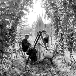 Hop picking in Paddock Wood Kent 7th September 1962