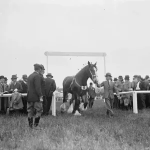 A horse enters an arena. 1936 A horse enters an arena. 1936