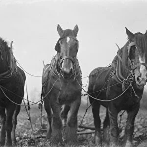 A three horse team ploughing a field in Swanley, Kent. 1939