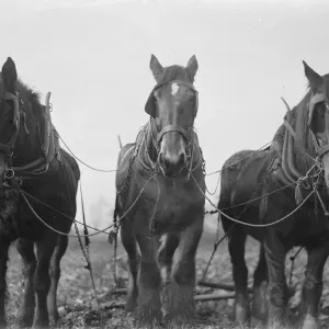 A three horse team ploughing a field in Swanley, Kent. 1939