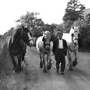 John Topham slide show John Topham presentation Topham lecture Shire horse and two