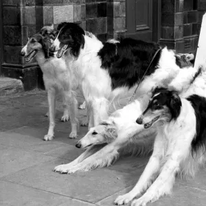 Ladies Kennel Association Championship Show. these elegant Borzois (Dogs) settle