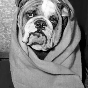 Print of a Bulldog at the Ladies Kennel Association Show, London Print of a Bulldog at the Ladies Kennel Association Show, London
