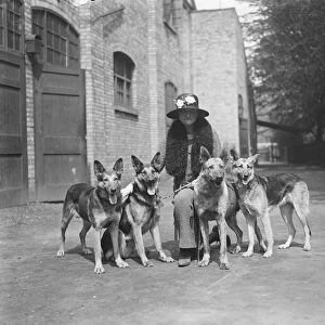 Lady Edith Windhams Alsatian wolf dogs. Lady Edith Windham with her four dogs