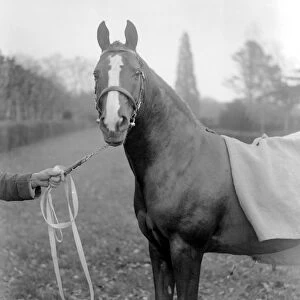 Lady Wentworths Champion Arab Rasin at Crabbet Park Stud Sussex 17 March 1923