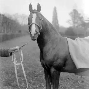 Lady Wentworths Champion Arab Rasin at Crabbet Park Stud Sussex 17 March 1923 Lady Wentworths Champion Arab Rasin at Crabbet Park Stud Sussex 17 March 1923