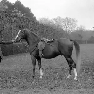 Lady Wentworths Champion Arab Rasin at Crabbet Park Stud Sussex 17 March 1923 Lady Wentworths Champion Arab Rasin at Crabbet Park Stud Sussex 17 March 1923