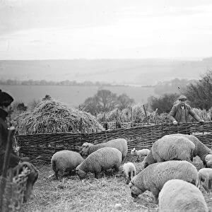 Lambing, Farningham. 1934