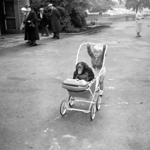 This is the life ! thinks Azi, the 18 month old African Chimp at Belle Vue Zoo This is the life ! thinks Azi, the 18 month old African Chimp at Belle Vue Zoo