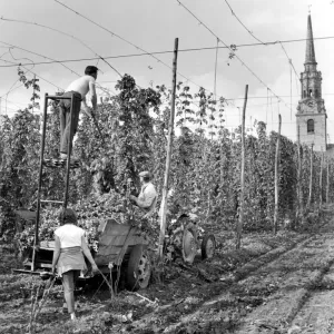 Print of Hops Being Loaded for a Mechanical Picker at Brewers Hall Farm Print of Hops Being Loaded for a Mechanical Picker at Brewers Hall Farm