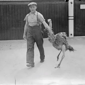 London Zoo Ostrich Print, 1938 London Zoo Ostrich Print, 1938