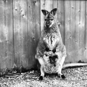 The London zoos baby wallaby takes its first peep at the world from its mothers pouch The London zoos baby wallaby takes its first peep at the world from its mothers pouch